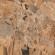 Керамогранит Maimoon Breccia Fantastico Brown 80*160